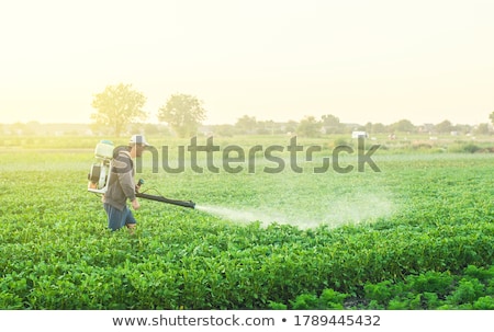 ストックフォト: A Farmer With A Mist Sprayer Blower Processes The Potato Plantation From Pests And Fungus Infection