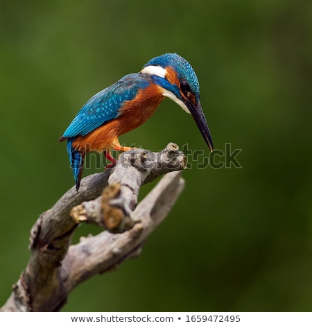 Stockfoto: Kingfisher Alcedo Atthis