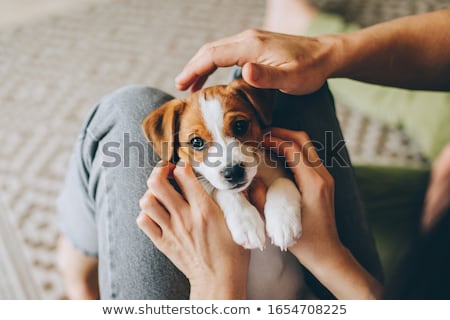 Foto stock: Abeza · en · cachorro