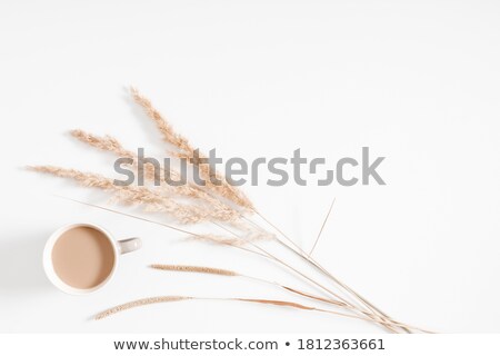 Zdjęcia stock: Reeds In Winter