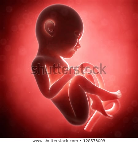 Stockfoto: 3d Rendered Illustration - Human Fetus Month 9