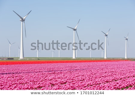 Foto stock: Field Of Purple Tulips And A Wind Turbine