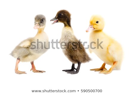 [[stock_photo]]: Beautiful Brown Ducks Standing Together