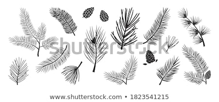 Stock photo: Pine Tree Cones And A Twig
