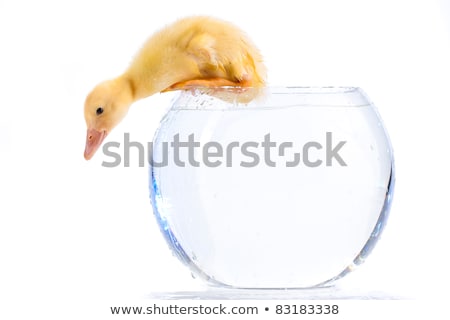 Stock photo: Duckling Swimming In Aquarium