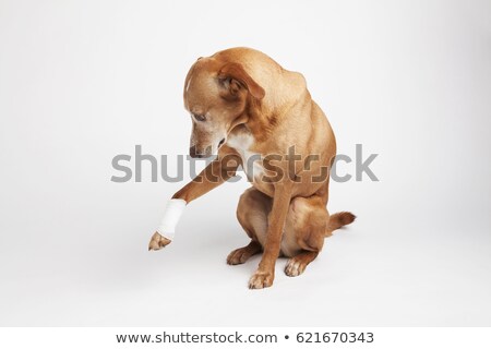 Stok fotoğraf: Dog With Bandage