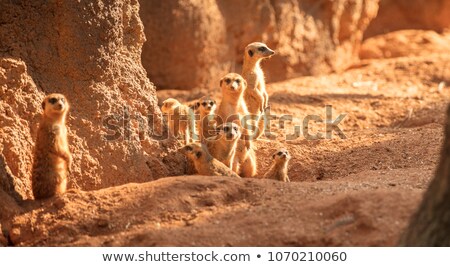 ストックフォト: Meerkats At Sunset