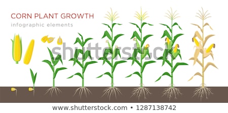 Stock photo: Corn Crop Plant Stalks