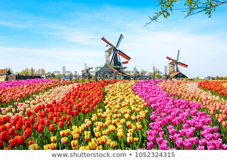 Foto stock: Pink Tulips Field With Blue Sky