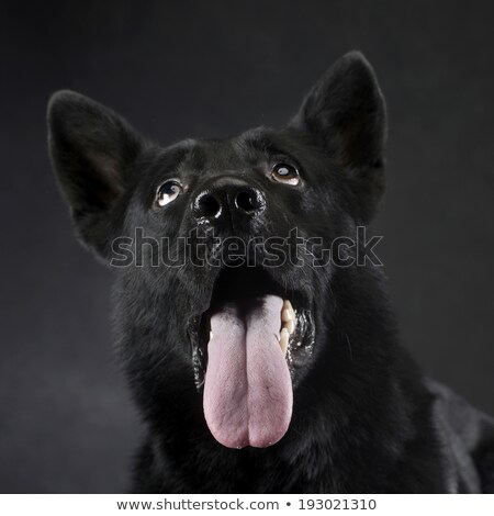 Foto stock: Black German Shepherd Studio Portrait Looking In A Funny Way