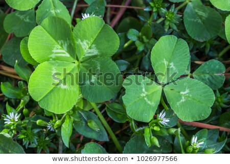 Foto d'archivio: Green Clover Leaves On White Background Fall Of Shamrock Symbol Of Patricks Day