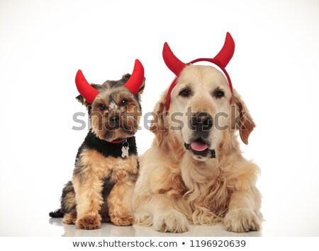 Zdjęcia stock: Halloween Dog Couple Wearing Red Devil Horns