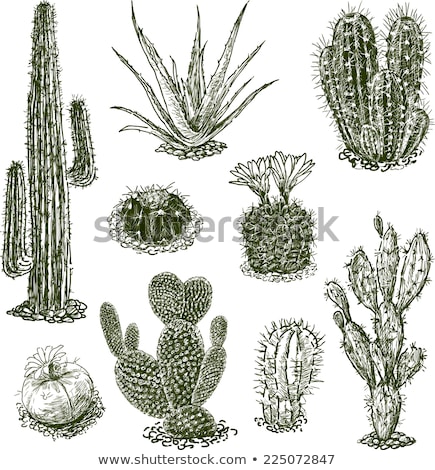 Stock fotó: Hand Drawn Sketch Vector Cactus Set