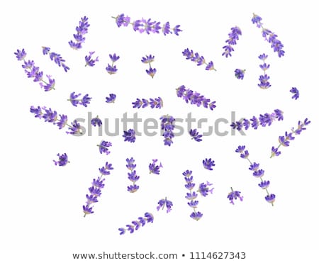 Stockfoto: Lavender Flowers Isolated On White Background