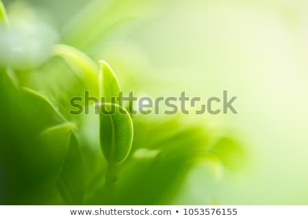 [[stock_photo]]: Eco Nature Leafs Sign Green Color
