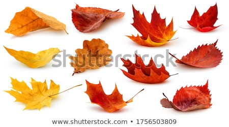 Stok fotoğraf: Leaf