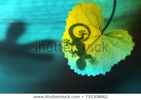 Stockfoto: Green Jungle Leaf And Gecko