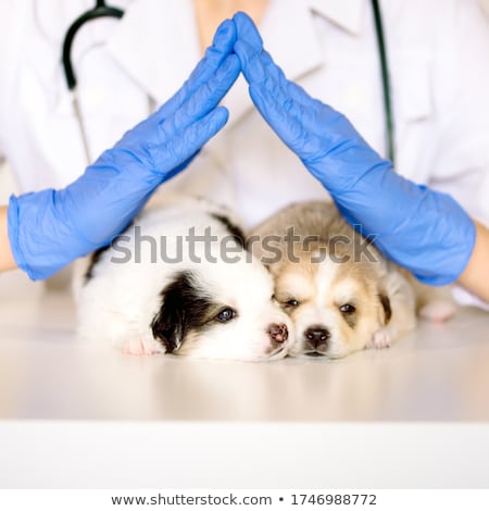 Stockfoto: Female Vet Holding A Small White Family Dog