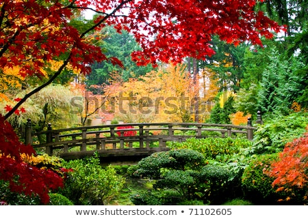 Zdjęcia stock: Japanese Maple Trees By The Bridge In Fall