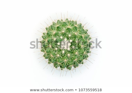 Stock photo: Mammillaria Succulent Plant