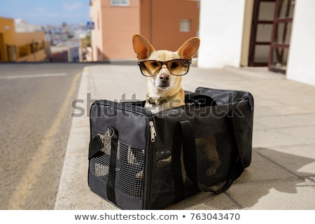 Stock photo: Travel Bag And Chihuahua