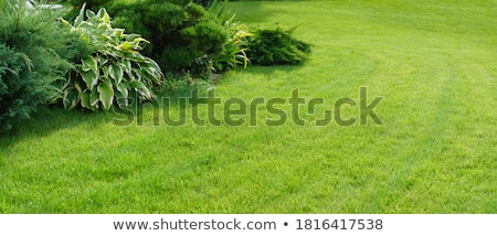 Foto d'archivio: Manicured Yard