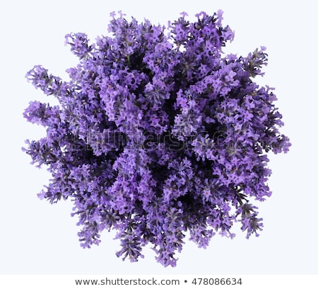 Stok fotoğraf: Bouquet Of A Fragrant Lavender