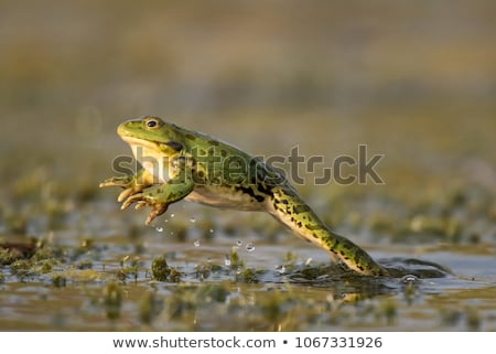 Foto d'archivio: Frog Jumping