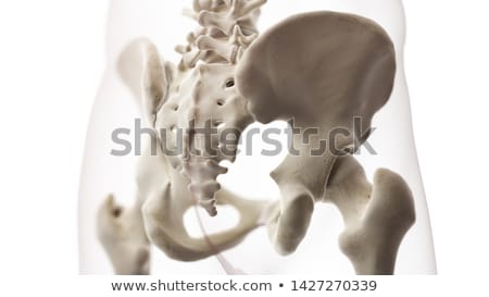 Stock fotó: 3d Rendered Illustration - Sacrum