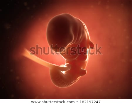Foto stock: 3d Rendered Illustration - Human Fetus Month 1