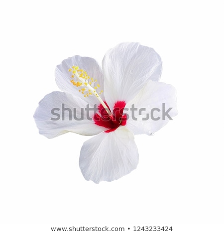 Foto stock: White Hibiscus Macro