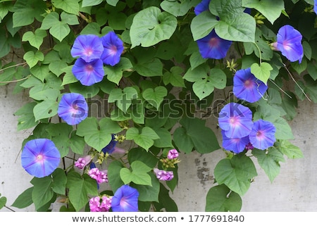 Stockfoto: Morning Glory Or Convolvulaceae Flowers