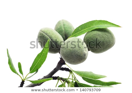 Stok fotoğraf: A Branch Of Almond Tree With Some Green Almonds