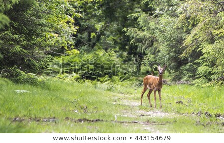 ストックフォト: Roe Deer In The Park Of England