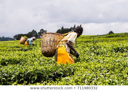 ストックフォト: Workers Picking Tea