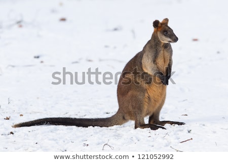 [[stock_photo]]: Swamp Wallaby Wallabia Bicolor