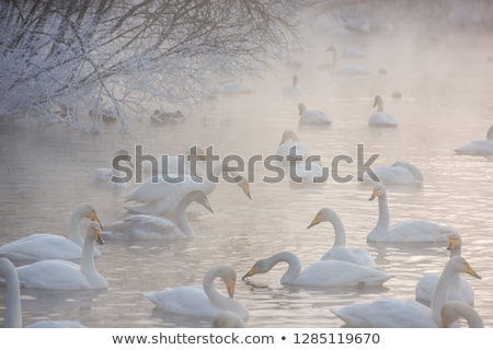 Stock photo: Flock Of Swans