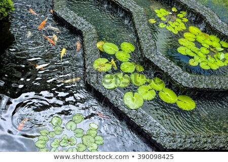 Foto stock: Koi Fish Swimming In The Pond