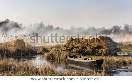 [[stock_photo]]: Cane Cultivation Field In Winter Giethoorn