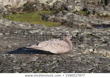 Сток-фото: Western Gull Larus Occidentalis