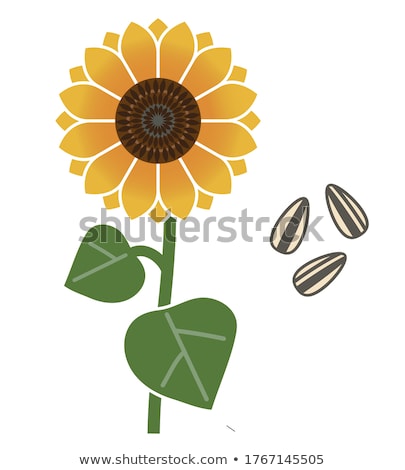 Сток-фото: Vector Sunflower Seeds Frame