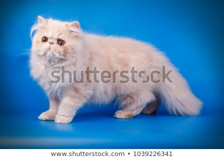 ストックフォト: Fluffy Cream Persian Cat