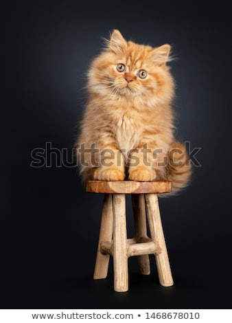 Zdjęcia stock: Fluffy Red British Longhair Kitten On Black