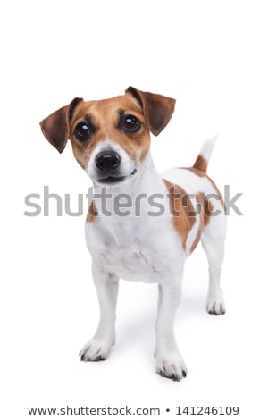 Stockfoto: Studio Shot Of An Adorable Jack Russell Terrier