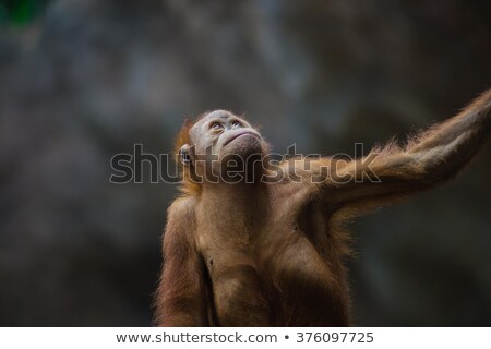 ストックフォト: A Female Of The Orang Utan In Borneo Indonesia Sitting In The Branch