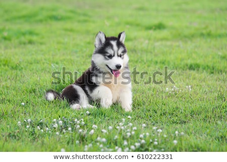 Сток-фото: Siberian Husky Puppy