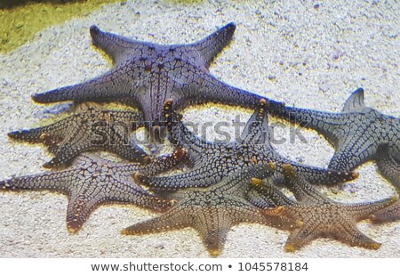 Stok fotoğraf: Starfish In Closeup