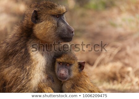 Сток-фото: Baboon In Kenya