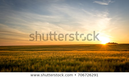 Stockfoto: Barley Field At Sunset