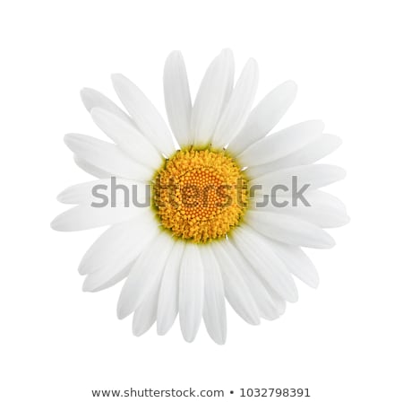 Stok fotoğraf: Wild Daisy Closeup